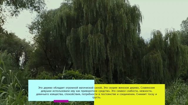 МАГИЯ ДЕРЕВЬЕВ и ЛЕСА. В клипе играет музыка заряжающая энергией на тонком уровне вибраций. смотреть онлайн