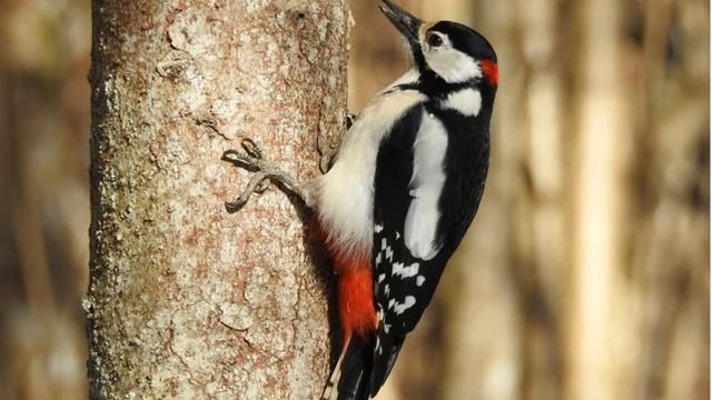 Дятел і дівчинка Сухомлинський Сказки на ночь Казки на ніч смотреть онлайн