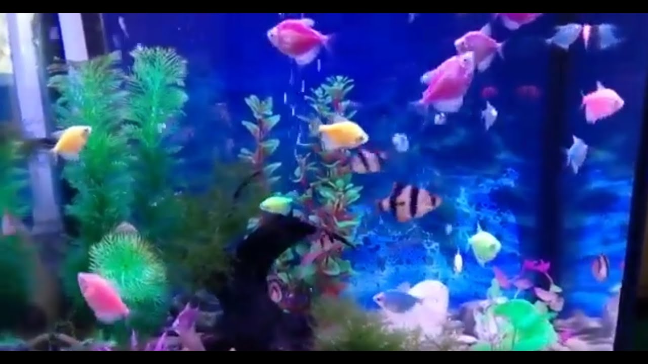 Аквариум с небольшими, в основном, стайными рыбками. смотреть онлайн