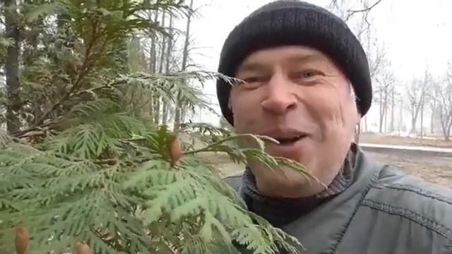 Пихта иди не пихта. Я снимал сегодня на микрорайоне.