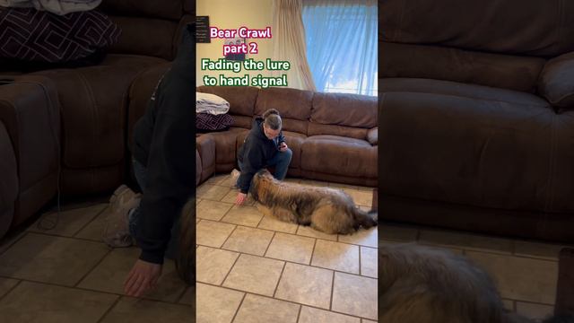 Wicket the Briard - Tricks- Bear Crawl Part 2 #clickertraining #dogtricks #trickdogs #briard смотреть онлайн