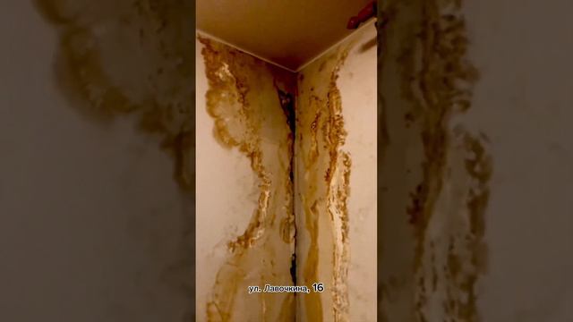 29.02.2024 :: Химкинские заливы квартир и подъездов смотреть онлайн