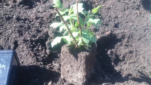 Весенняя посадка новых сортов малины смотреть онлайн