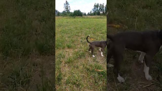 Амстафф 9 месяцев | И Такое Бывает | Лень | Amstaff 9 months | Staffy смотреть онлайн