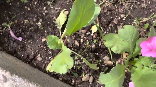 Urban Permaculture Garden Tour June 2023 смотреть онлайн