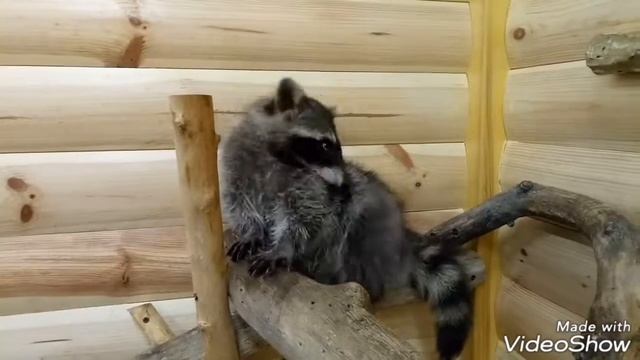 Контактный зоопарк/Киев/Зверополис/ТРЦ Космополит смотреть онлайн