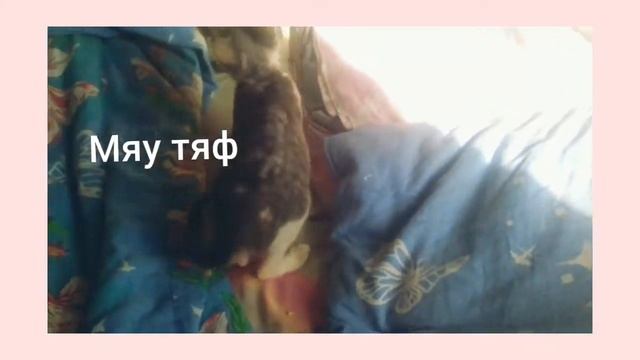 мяу мяу мяу ваш Кот Феликс снимает для вас новое видео смотреть онлайн