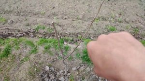 Как растет дерево груши ?разные стадии роста,и формирование кроны