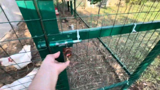 Курочки снесли первое яйцо 🥚🙂 смотреть онлайн