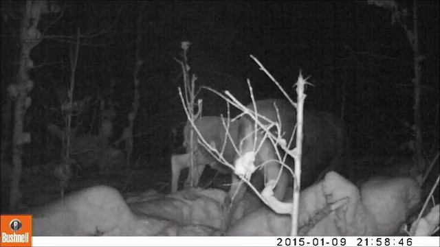 Лоси в Мордовском заповеднике смотреть онлайн