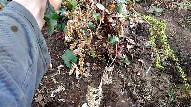 Буряк Свекла Уборка и Хранение смотреть онлайн