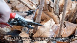 Малина Шапка Мономаха