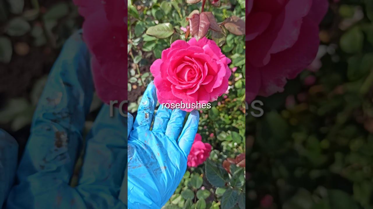 Камиль Писсарро, Веласкес, Чарминг Пиано. https://rose-bushes.ru/ смотреть онлайн