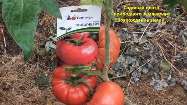 Обзор Биф - томата Скворец смотреть онлайн