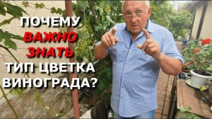 Почему важно знать, какой тип цветка у вашего винограда?