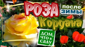РОЗА КОРДАНА В ОТКРЫТОМ ГРУНТЕ!