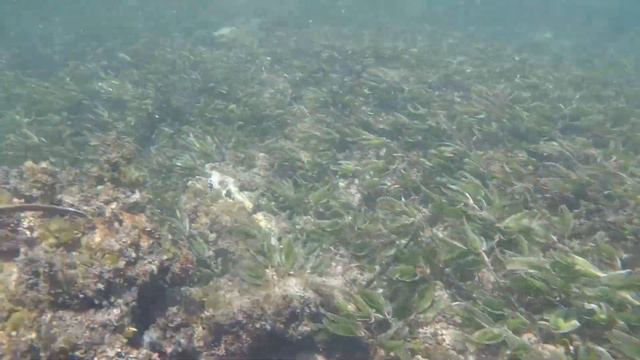 Рыбы , живущие в водорослях , ищут потревоженный мной дом смотреть онлайн