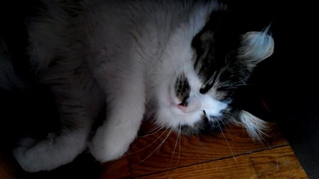 Вот так мой кот спит! смотреть онлайн