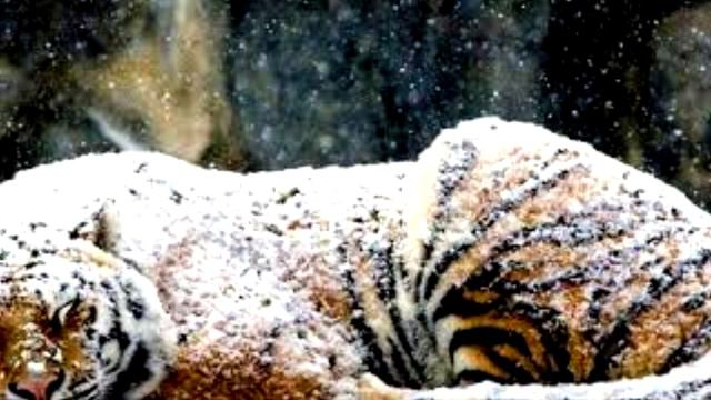 Мужчина помогает плачущему тигру. Вы не поверите, что произойдет потом!