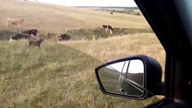 Калым2 дня. Пасу коров? смотреть онлайн