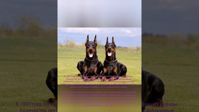 Всё о породе Доберман смотреть онлайн