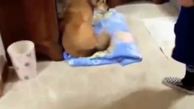 Собаки, которые очень НЕ любят купаться! смотреть онлайн