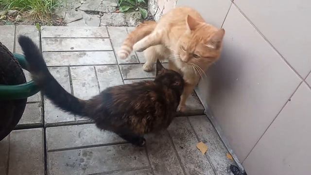 Рыжая кошка и черный котенок смотреть онлайн