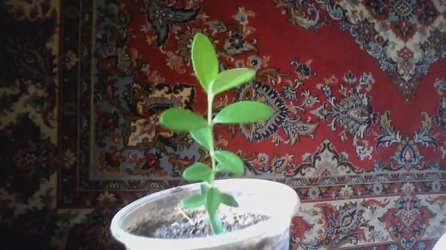 Выращивание Фейхоа