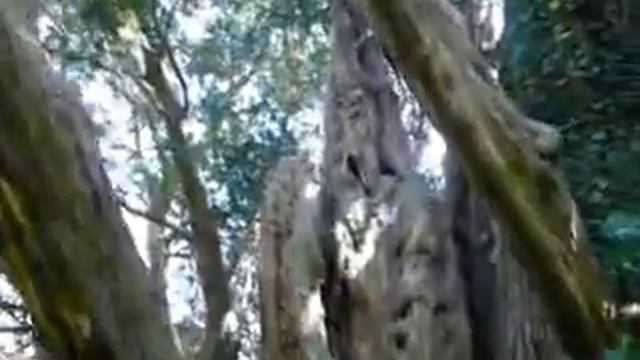 Yew, Venijnboom, Taxus, Taxus baccata. Woolland, Dorset, UK. 29-05-'09 смотреть онлайн