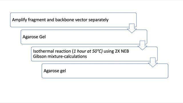 Gibson Cloning And Primer Designing
