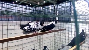 Мордовские высоколётные рябые ( Федеральная  выставка голубей в  Москве 14-15 января 2017 года)