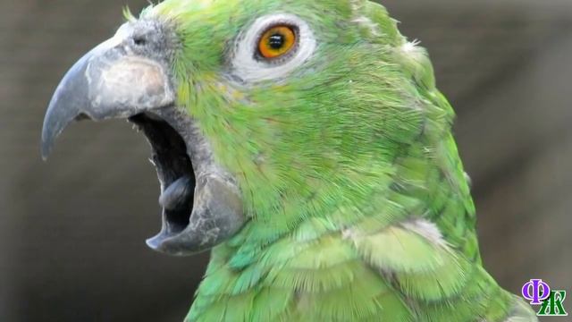 Говорящий КОТ 12 «Не смей оскорблять Миру!» - Кот кинулся на попугая, и они сцепились в клубок смотреть онлайн