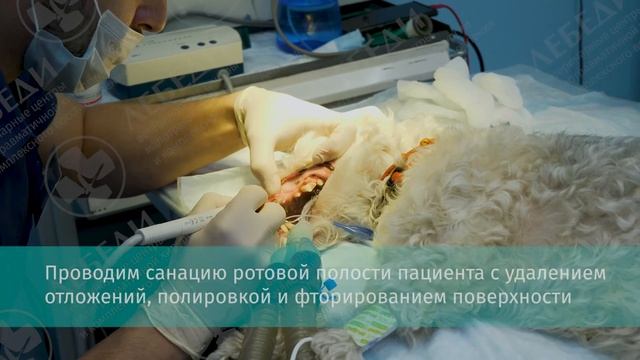 Чистка зубов у собаки смотреть онлайн