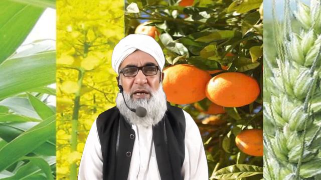 Impacts Of Expected Rain Fall In Pakistan On Different Crops || Crop Reformer