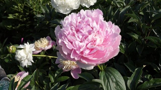 Пион ALBERT CROUSSE смотреть онлайн