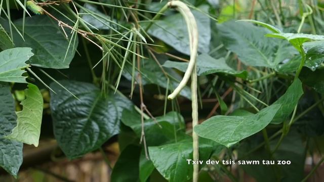 Txiv dev tsis sawm tau zoo by tub vwj 7/05/2019 смотреть онлайн