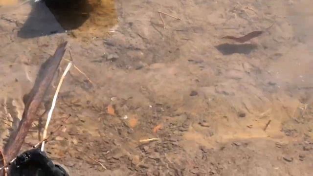 Весенняя рыбалка на закидушку в АСТРАХАНИ: Ловим рыбу на червя перед половодьем смотреть онлайн