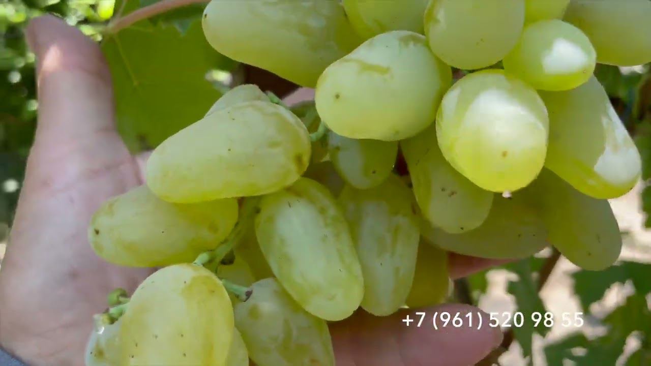 Виноград Гордей, 29 июля 2024 год, Новороссийск.