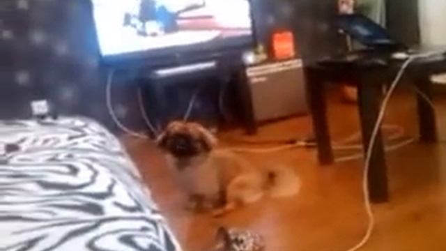 Говорящий пекинес!!!!С МОТРЕТЬ ВСЕМ!!! смотреть онлайн