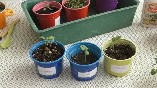 НЕ НАВРЕДИТЕ РАССАДЕ! КОГДА И ЧЕМ ДЕЛАТЬ ПОДКОРМКИ!