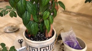 КЛЕРОДЕНДРУМ  УХОД И ПЕРЕСАДКА | ТОМПСОНА И УГАНДИЙСКИЙ