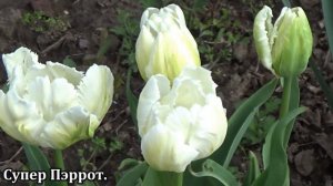 Новые сорта тюльпанов в моей коллекции  Видео с названиями