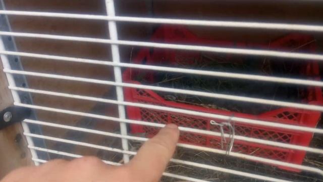 Крольчиха раскидала крольчат! Разбросала по клетке и не свила гнездо! смотреть онлайн