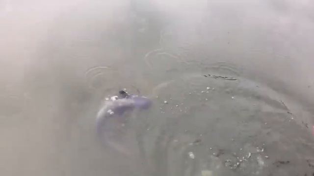 Сом большой водоем смотреть онлайн