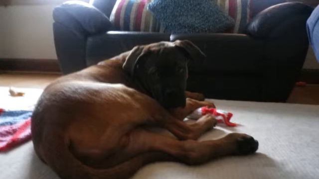 bullmastiff x doug de bordeuax смотреть онлайн