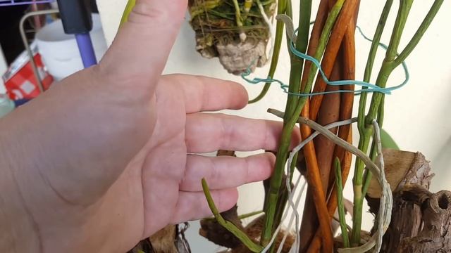 Орхидеи от IriS Dominicana через 3 недели ?? смотреть онлайн