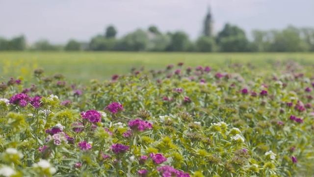 Mузыка для души, музыка для сна? Релаксация Исцеление стресса тревоги и депрессивных #5 смотреть онлайн