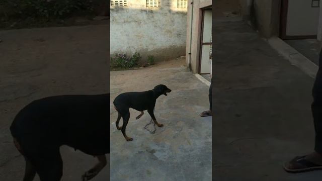 Best Doberman pinscher best Doberman video 2020 смотреть онлайн