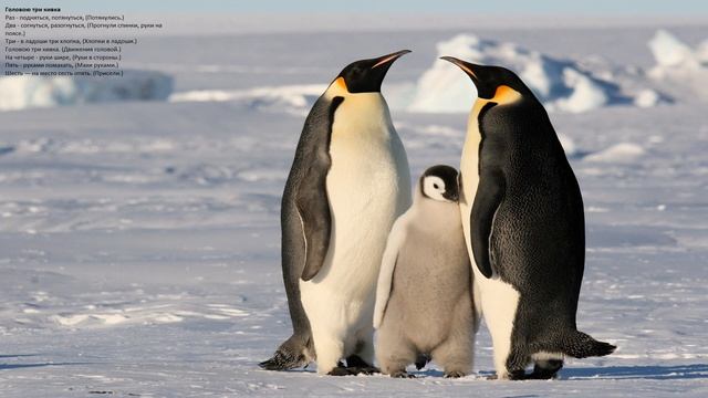 Жизнь животных в Арктике смотреть онлайн