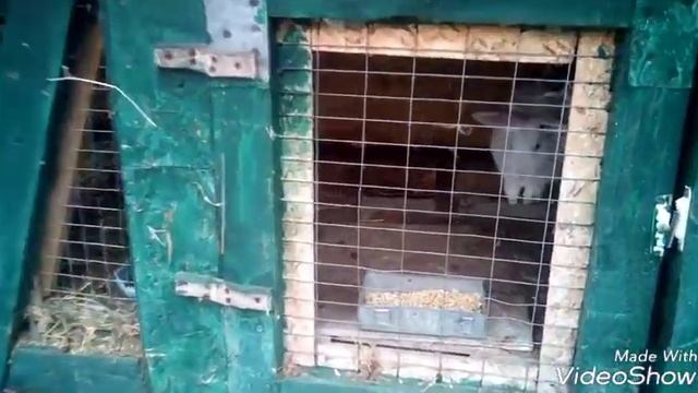 Термонская порода кроликов, не хуже Калифорнийской! смотреть онлайн